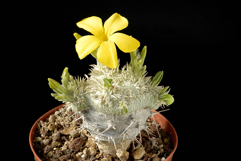 Pachypodium brevicaule innestato Cm. 5 € 22,00.jpg